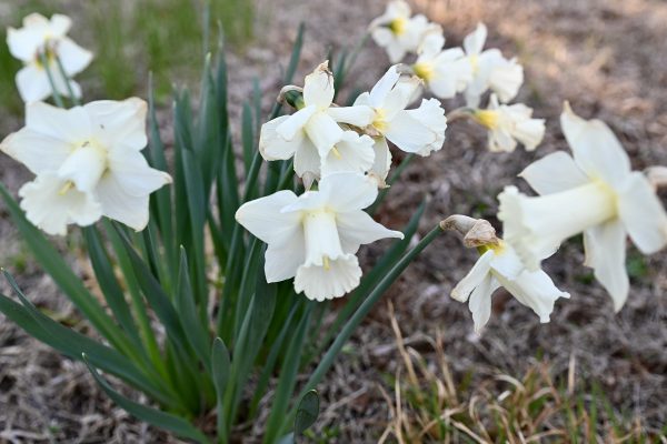 Blooming Landscapes and Rich Heritage: Spring in Orange County ...