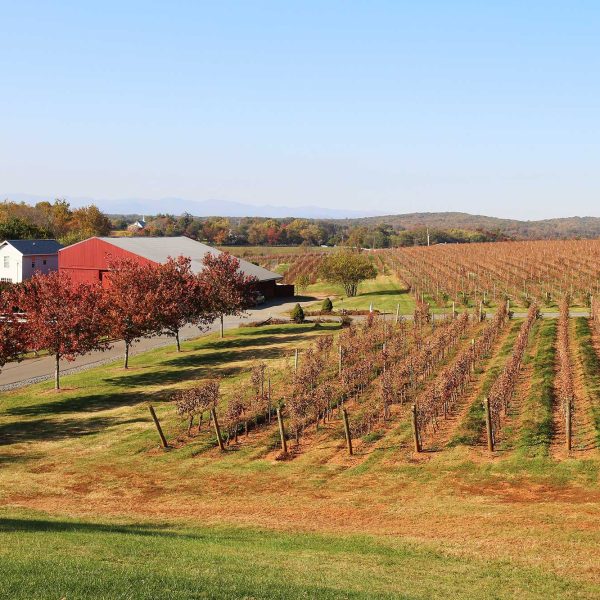 Barboursville Vineyards